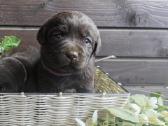 Labradoro retriverių šuniukų rezervacija - nuotraukos Nr. 2