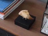 Dinozauro (Mozazaurus) danties tikra fosilija - nuotraukos Nr. 2