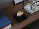 Dinozauro (Mozazaurus) danties tikra fosilija - nuotraukos Nr. 5