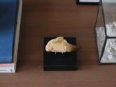 Dinozauro (Mozazaurus) danties tikra fosilija - nuotraukos Nr. 6