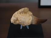 Dinozauro (Mozazaurus) danties tikra fosilija