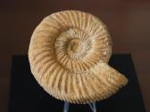 Autentiška Amonito (Choffatia) fosilija