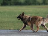 Belgų aviganiai terviuerenai, gimę 2026.06.21 - nuotraukos Nr. 4