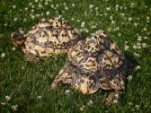 Dvi leopardinių vėžlių patelės, Leopardiniai vėžli