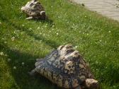 Dvi leopardinių vėžlių patelės, Leopardiniai vėžli - nuotraukos Nr. 2