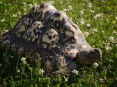 Dvi leopardinių vėžlių patelės, Leopardiniai vėžli - nuotraukos Nr. 3