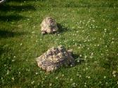 Dvi leopardinių vėžlių patelės, Leopardiniai vėžli - nuotraukos Nr. 5