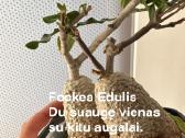 Hoya (vaškuoles ), Mamilaria, Fockea Edulis - nuotraukos Nr. 2