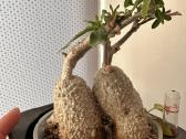 Hoya (vaškuoles ), Mamilaria, Fockea Edulis