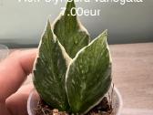 Hoya (vaškuoles ), Mamilaria, Fockea Edulis - nuotraukos Nr. 3
