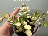 Hoya (vaškuoles ), Mamilaria, Fockea Edulis - nuotraukos Nr. 4
