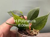 Hoya (vaškuoles ), Mamilaria, Fockea Edulis - nuotraukos Nr. 5