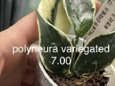 Hoya (vaškuoles ), Mamilaria, Fockea Edulis - nuotraukos Nr. 6