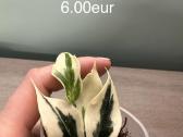 Parduodu hoyas - nuotraukos Nr. 2