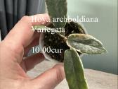 Parduodu hoyas - nuotraukos Nr. 3