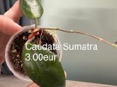 Parduodu hoyas - nuotraukos Nr. 4