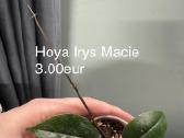 Parduodu hoyas - nuotraukos Nr. 5