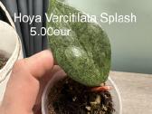 Parduodu hoyas - nuotraukos Nr. 6