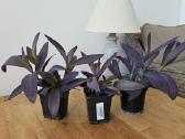 Tradescantia Purple - nuotraukos Nr. 3