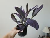 Tradescantia Purple - nuotraukos Nr. 6