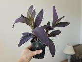 Tradescantia Purple - nuotraukos Nr. 4