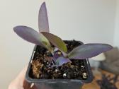 Tradescantia Purple - nuotraukos Nr. 9