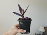 Tradescantia Purple - nuotraukos Nr. 10