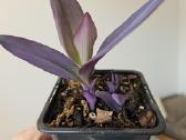 Tradescantia Purple - nuotraukos Nr. 11