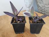 Tradescantia Purple - nuotraukos Nr. 7
