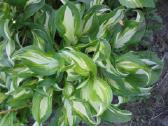 Dekoratyvios melsvės (Hosta) – sodinukai jūsų kiem