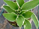 Dekoratyvios melsvės (Hosta) – sodinukai jūsų kiem - nuotraukos Nr. 2