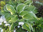 Dekoratyvios melsvės (Hosta) – sodinukai jūsų kiem - nuotraukos Nr. 3