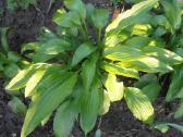 Dekoratyvios melsvės (Hosta) – sodinukai jūsų kiem - nuotraukos Nr. 4