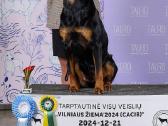Rotveilerio šuniukai - nuotraukos Nr. 8