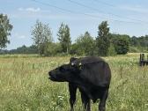 Parduodame 5 mėsinius buliukus - nuotraukos Nr. 2