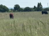Parduodame 5 mėsinius buliukus - nuotraukos Nr. 3