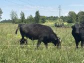 Parduodame 5 mėsinius buliukus - nuotraukos Nr. 4