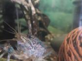 Akvariuminiai vėžiai