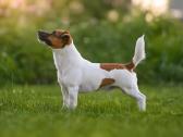 Džeko Raselo terjerai - Jack Russell terrier - nuotraukos Nr. 9