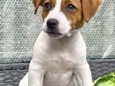 Džeko Raselo terjerai - Jack Russell terrier - nuotraukos Nr. 2