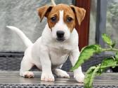 Džeko Raselo terjerai - Jack Russell terrier - nuotraukos Nr. 3