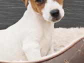 Džeko Raselo terjerai - Jack Russell terrier - nuotraukos Nr. 5