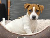 Džeko Raselo terjerai - Jack Russell terrier - nuotraukos Nr. 4