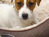 Džeko Raselo terjerai - Jack Russell terrier - nuotraukos Nr. 6