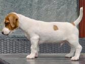 Džeko Raselo terjerai - Jack Russell terrier - nuotraukos Nr. 7