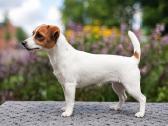 Džeko Raselo terjerai - Jack Russell terrier - nuotraukos Nr. 10