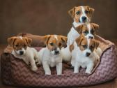 Džeko Raselo terjerai - Jack Russell terrier