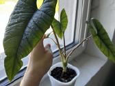 Alocasia Platinum