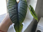 Alocasia Platinum - nuotraukos Nr. 2