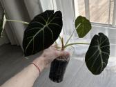 Alocasia Platinum - nuotraukos Nr. 3